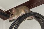 muizen dragen risico's met zich mee